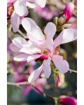 Магнолія зірчаста Розеа | Магнолия звездчатая Розеа | Magnolia stellata Rosea